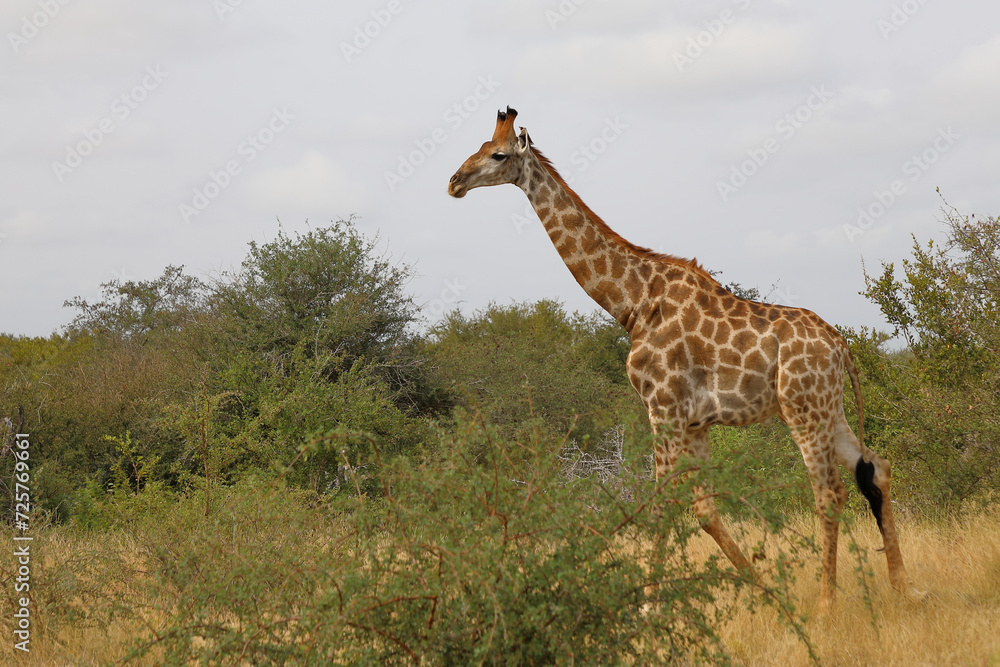 Giraffe / Giraffe / Giraffa camelopardalis Giraffe / Giraffe / Giraffa camelopardalis