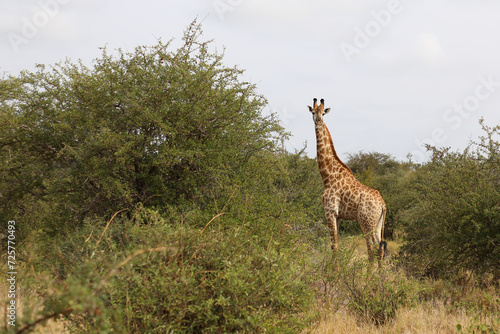 Photography Giraffe / Giraffe / Giraffa camelopardalis