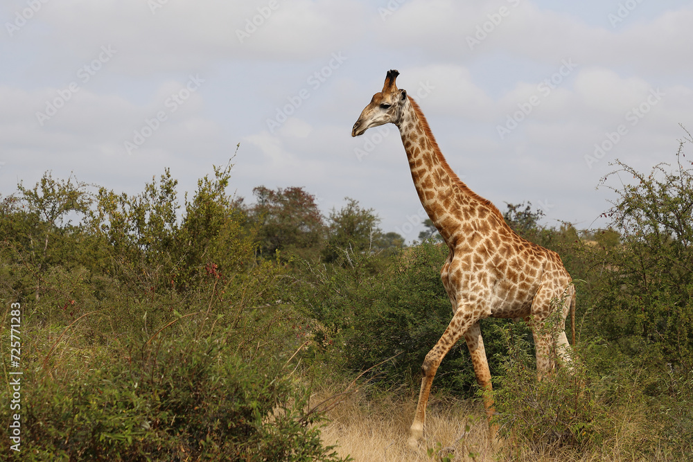 Giraffe / Giraffe / Giraffa camelopardalis Giraffe / Giraffe / Giraffa camelopardalis
