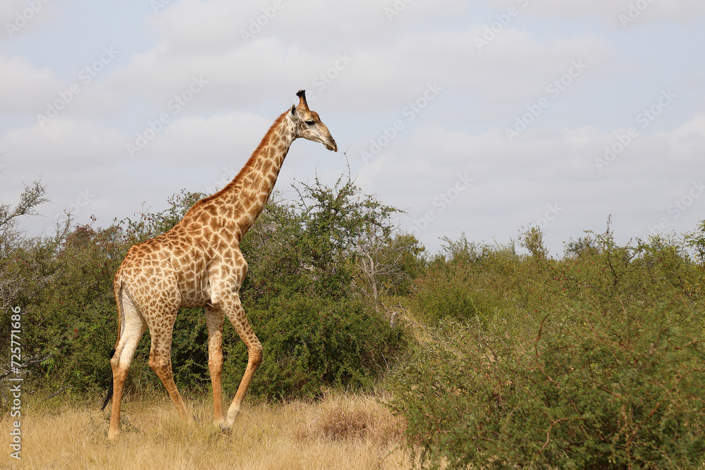 Giraffe / Giraffe / Giraffa camelopardalis Giraffe / Giraffe / Giraffa camelopardalis