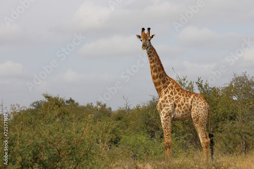 Photography Giraffe / Giraffe / Giraffa camelopardalis