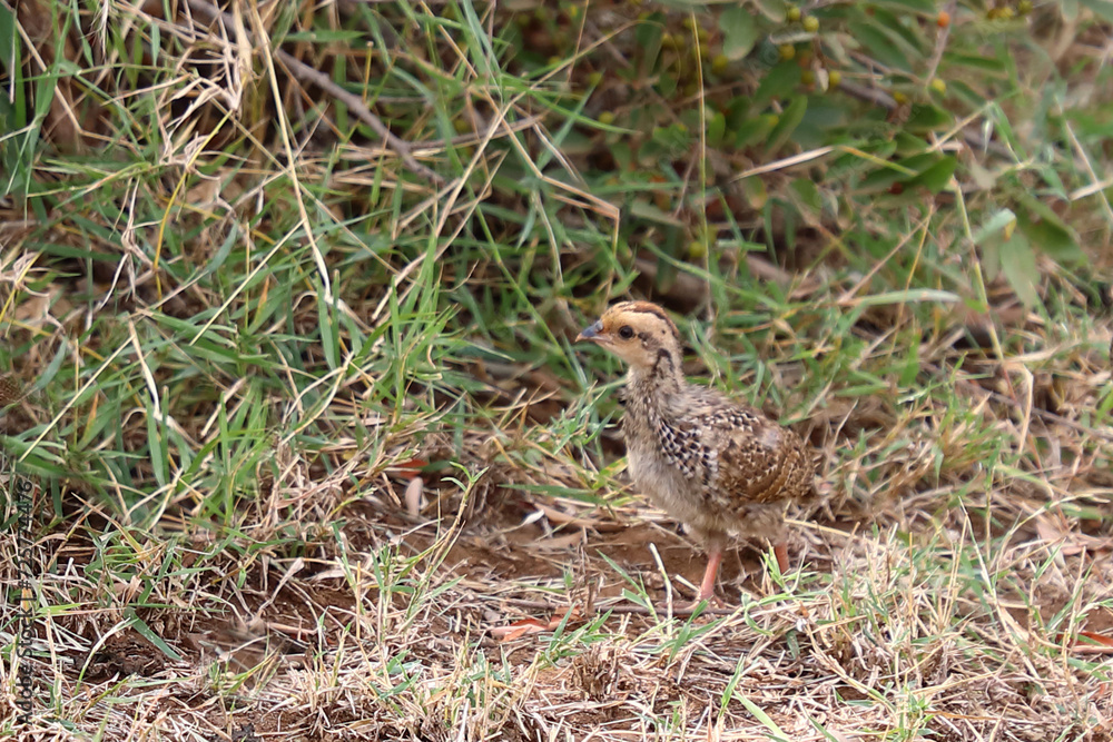 Swainsonfrankolin / Swainson's francolin or Swainson's spurfowl / Francolinus swainsonii.. Swainsonfrankolin / Swainson's francolin or Swainson's spurfowl / Francolinus swainsonii..