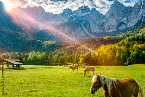 Paesaggio autunno con cavalli photo