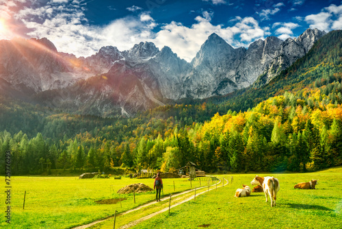 Paesaggio con escursionista e mucche photo