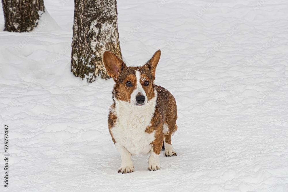 Dog. Welsh Corgi pembroke. Funny purebred dog in the snow. Pets