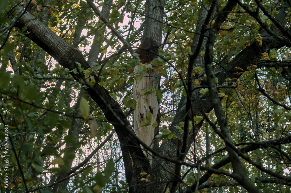Fototapeta premium broken tree after a strong storm in nature