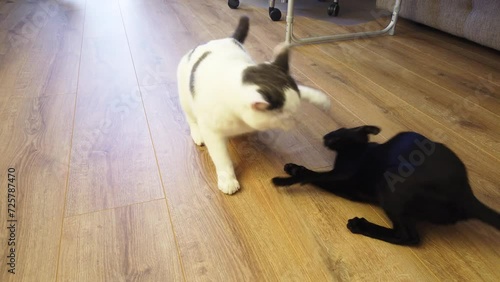 Two cats black oriental cat and white cat play and fight. 4K footage clip