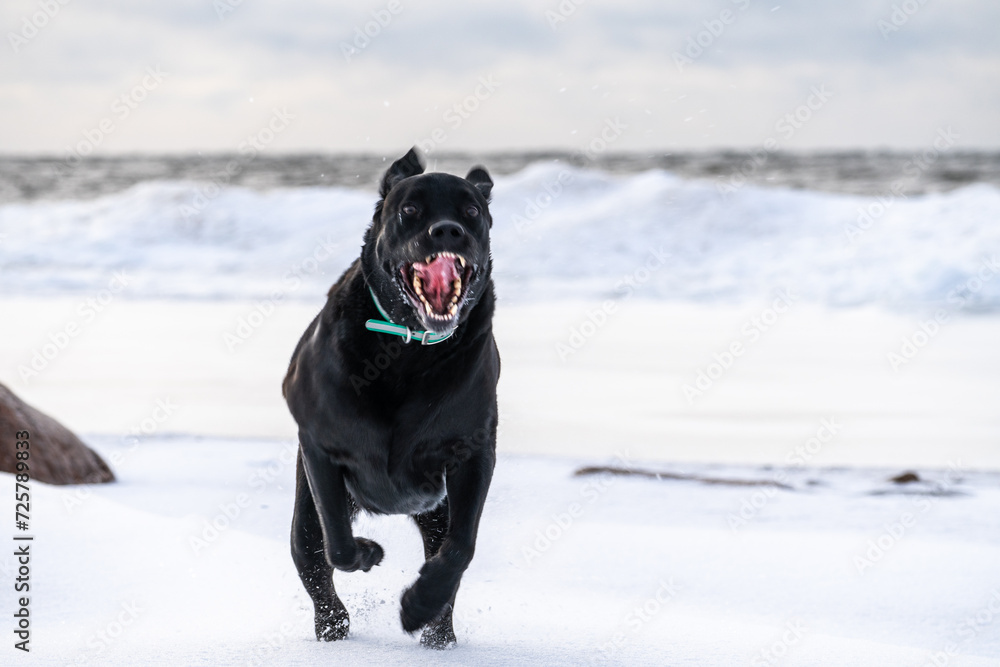 Winter Retreat: Black Labrador on the Baltic Sea Shore