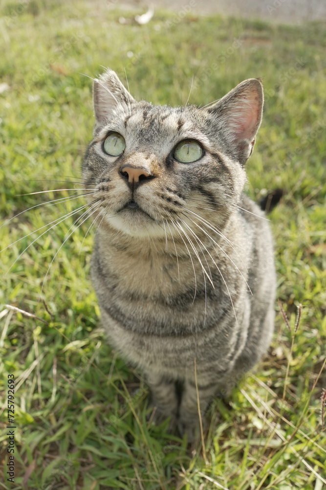 Fototapeta premium 野良ねこ