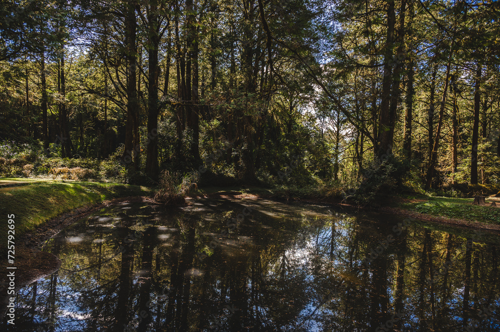 Younger Sister Water Pond the Alishan Nature Trail, adding a touch of allure to the Alishan National Scenic Areaa mountain resort and nature reserve nestled in Alishan Township Younger Sister Water Pond the Alishan Nature Trail, adding a touch of allure to the Alishan National Scenic Areaa mountain resort and nature reserve nestled in Alishan Township