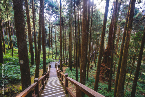 A picturesque wooden staircase in the heart of Alishan National Forest Park,