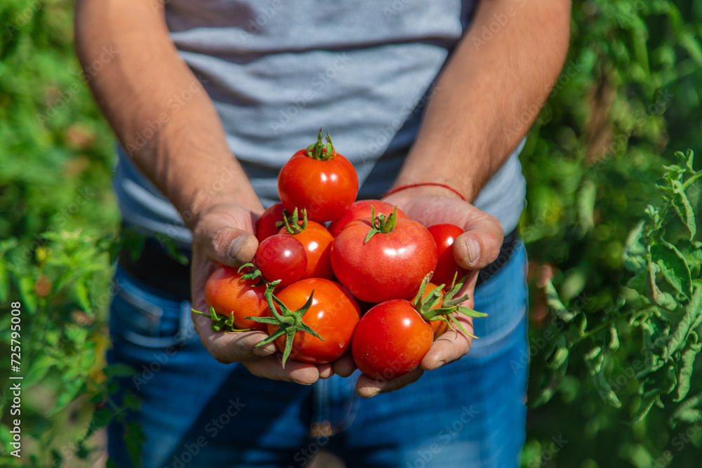 A farmer harvests tomatoes in the garden. Selective focus. A farmer harvests tomatoes in the garden. Selective focus.