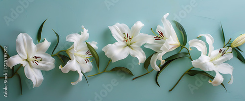 white lillies are arranged on blue surface in the sty