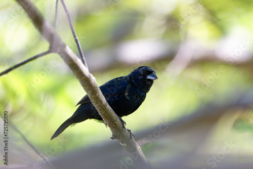 Blue-black Grassquit (Volatinia jacarina)perched on a branch. photo