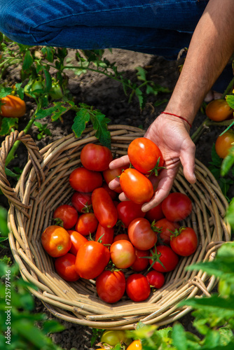 A farmer harvests tomatoes in the garden. Selective focus.