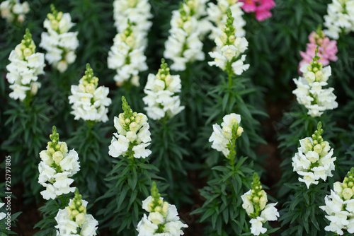 white snapdragon flowers in the garden