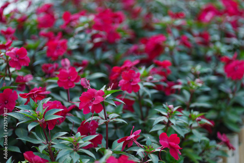 red New Guinea Impatiens flowers