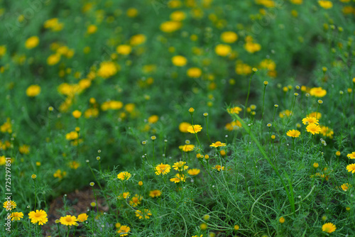 field of yellow daisy