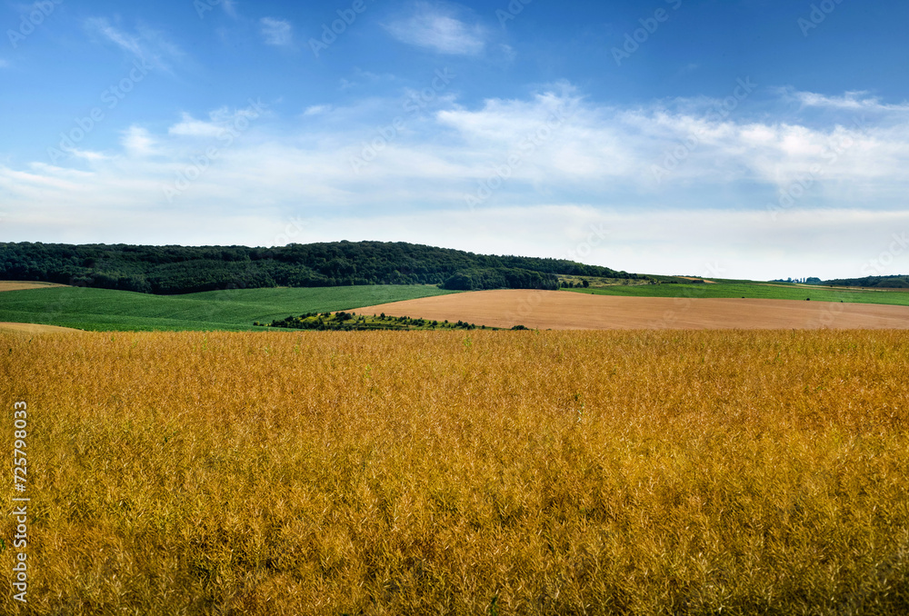 agricultural scene with yellow waves of dry rape field and blue sky