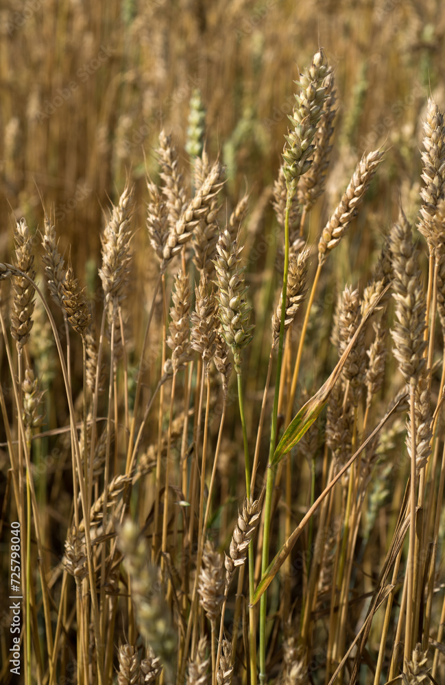 a ripe, dry ears of wheat awaits harvest a ripe, dry ears of wheat awaits harvest