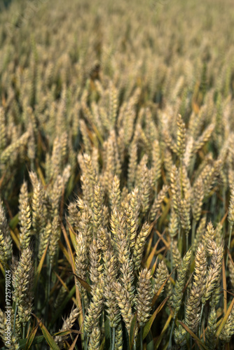 an ears of wheat ripening and ready for harvest