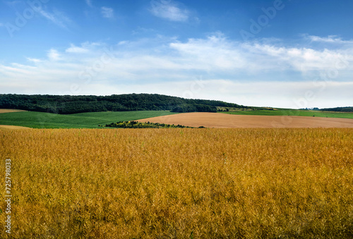 agricultural scene with yellow waves of dry rape field and blue sky