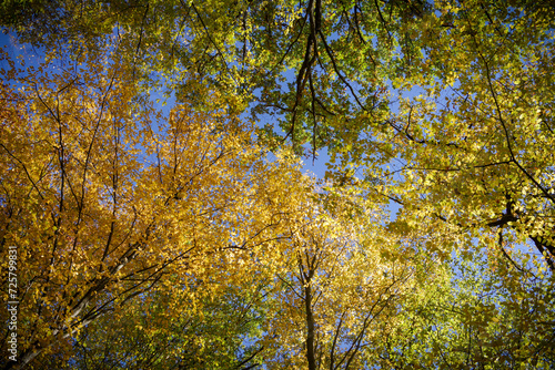 Blick von unten in die farbenfrohen, herbstlichen Baumkronen eines Laubwaldes
