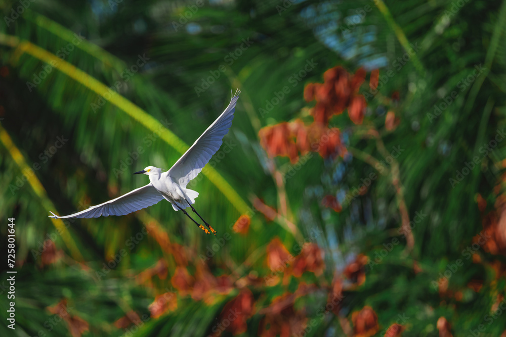 White egret in flight over beautiful water lake, in tropical nature background White egret in flight over beautiful water lake, in tropical nature background