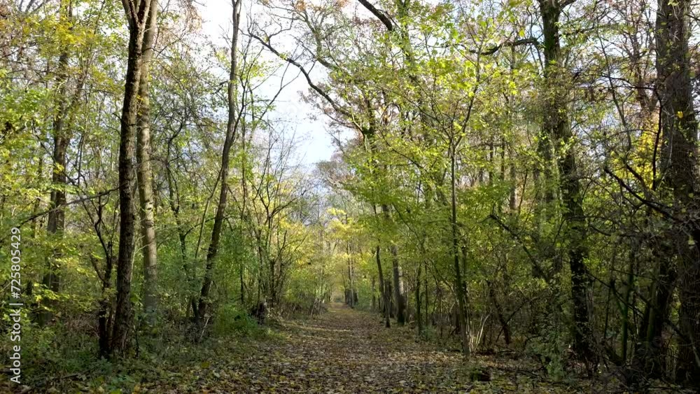 Walking in a forest during autumn with fall foliage Walking in a forest during autumn with fall foliage