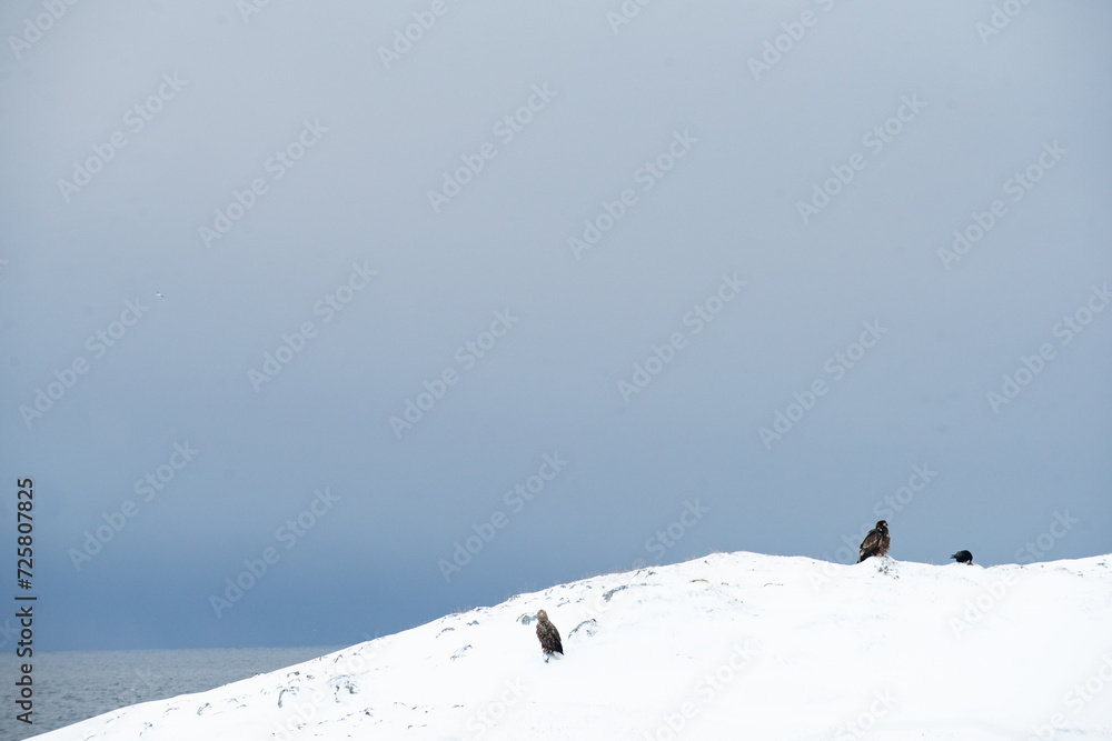 Greenlandic, Arctic Falcon with crows, surrounded by the freezing winter snow cold. With cloudy overcast, with ocean in the background.