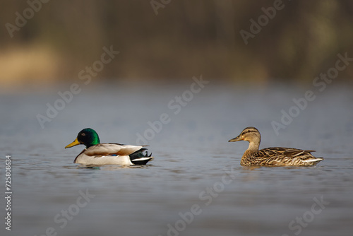Ducks on a water surface © Jirka