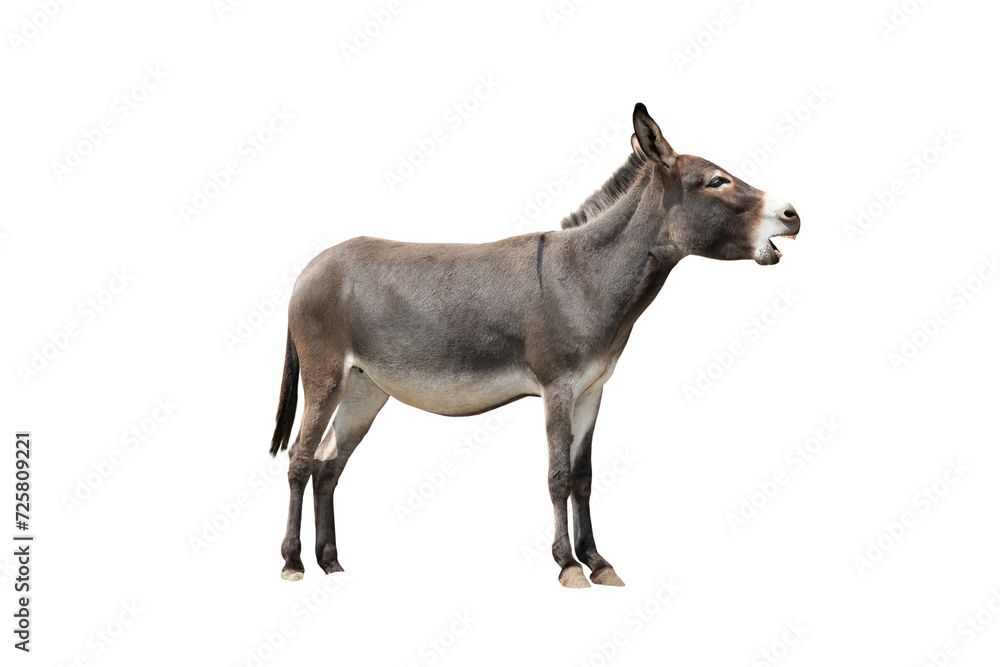 screaming somali donkey isolated on white background
