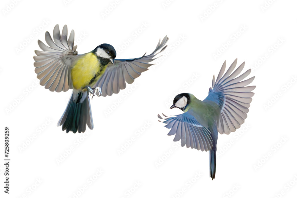 two great tit in flight isolated on white background two great tit in flight isolated on white background