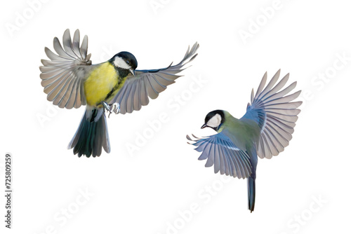 two great tit in flight isolated on white background
