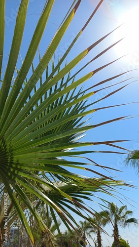 palm tree in the wind