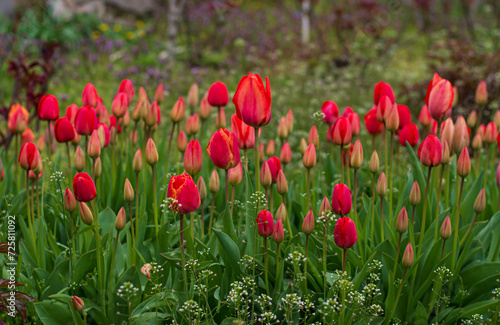 field of red tulips