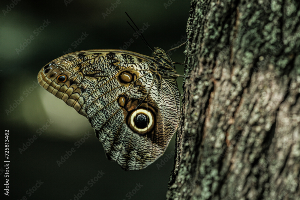 A very beautiful butterfly camouflaged like tree bark with some eyes on the wings named after the famous species caligo butterfly. A very beautiful butterfly camouflaged like tree bark with some eyes on the wings named after the famous species caligo butterfly.