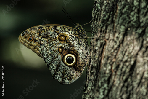 A very beautiful butterfly camouflaged like tree bark with some eyes on the wings named after the famous species caligo butterfly.