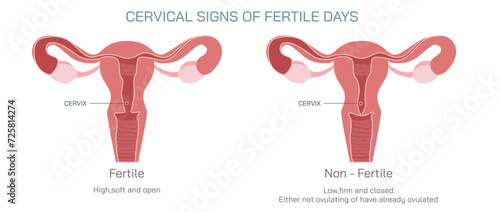 Ovulation, conception and implantation vector illustration. Anatomical diagram of fertilization and human reproductive process. Students learning and education study materials.