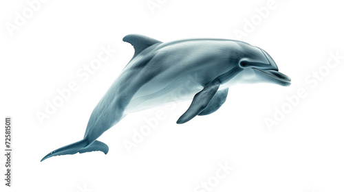 Dolphin isolated on transparent background © YauheniyaA