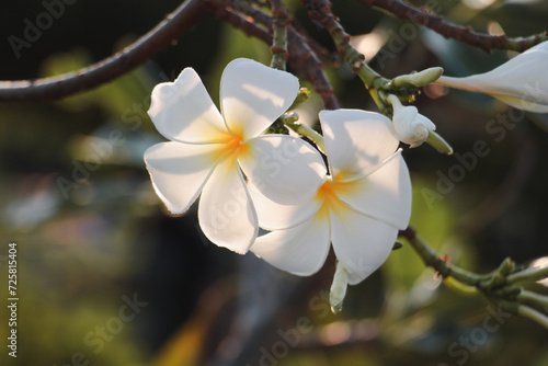 Beautiful white and yellow plumeria flowers blooming on the tree. Close-up of tropical frangipani flowers. Soft sunlight on blooming exotic blossom with blurred bokeh nature landscape. Leelawadee.