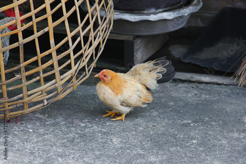 фотографія A little bantam chicken stands on the road next to the chicken coop in the center of photo
