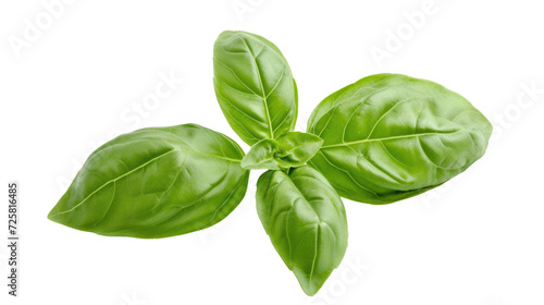Basil isolated. Basil leaf flat lay on transparent background. Green basil leaves collection top view
