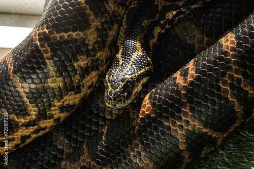 Yellow anaconda caught while warming up in the sun but very attentive to the movement of those around. A very rare and beautiful species. photo