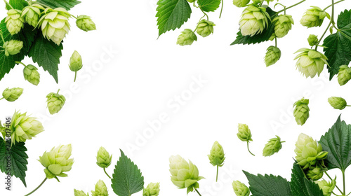 Hops and hop leaves isolated on transparent background