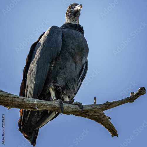 Foto black vulture