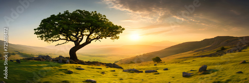 Sunset over Vibrant Green Valley with a Lone Tree - Depiction of Unspoiled Nature and the Need of its Conservation