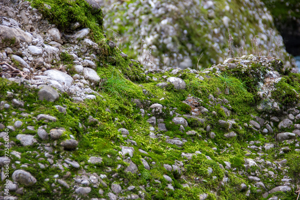 A large stone is overgrown with green moss and grass A large stone is overgrown with green moss and grass