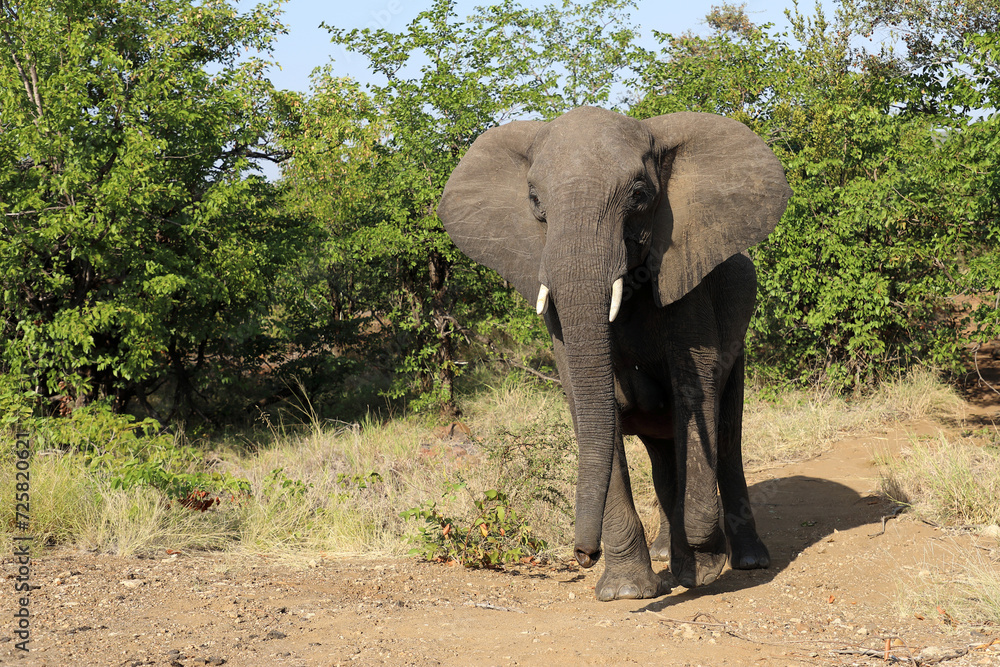 Fototapeta premium Afrikanischer Elefant / African elephant / Loxodonta africana