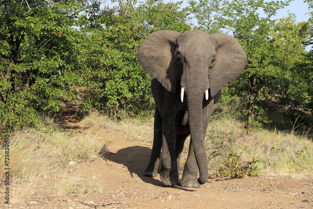 Afrikanischer Elefant / African elephant / Loxodonta africana